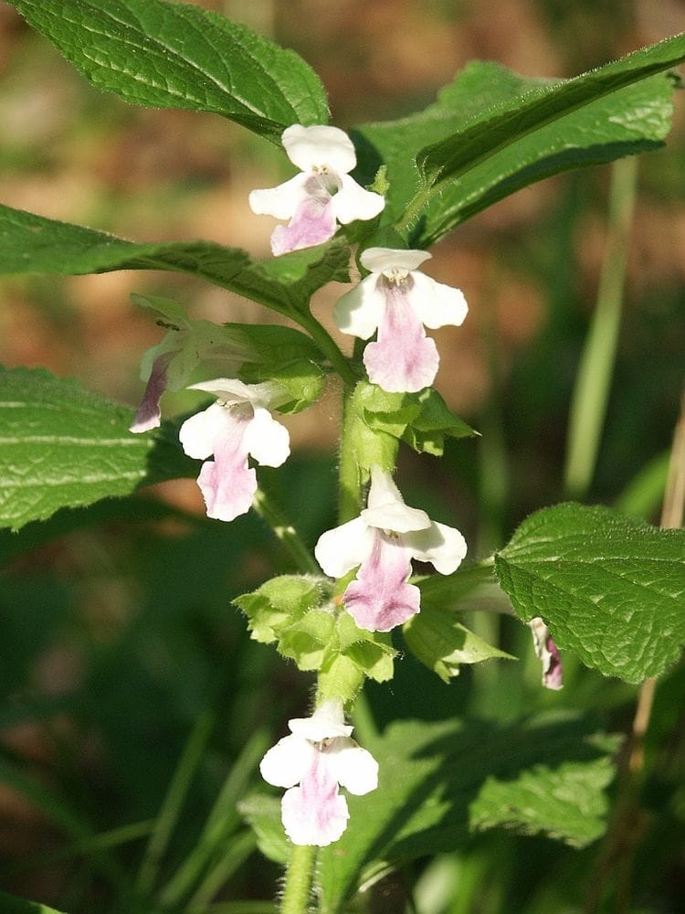 Melittis melissophyllum